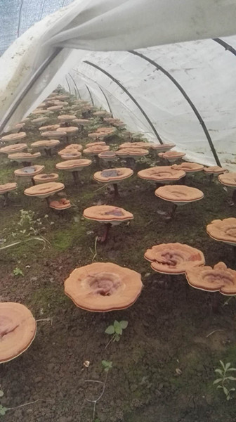 鲁山深处的菌菇力量 民福合作社的绿色致富路