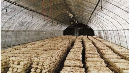 湖北江陵县供电公司“电”亮食用菌产业扶贫路