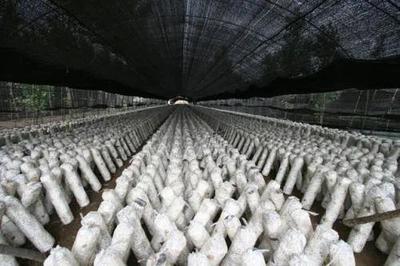 贵州遵义市食用菌产业发展势头强劲 特色种植绘就乡村振兴新画卷