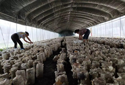 秸秆“变废为宝”，食用菌种植效益倍增