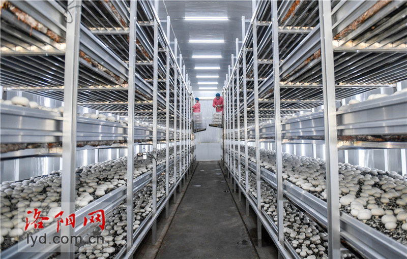 食用菌种植工厂化 产业升级助农致富的新路径