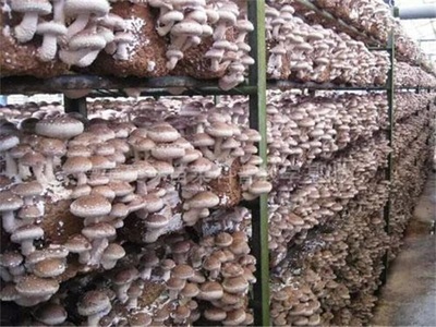 从田间到课堂 德美昊芽苗菜基地的食用菌种植培训之旅