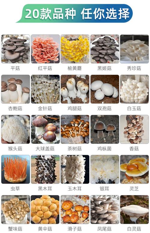 食用菌种植全攻略 哪些品种好种又高产？