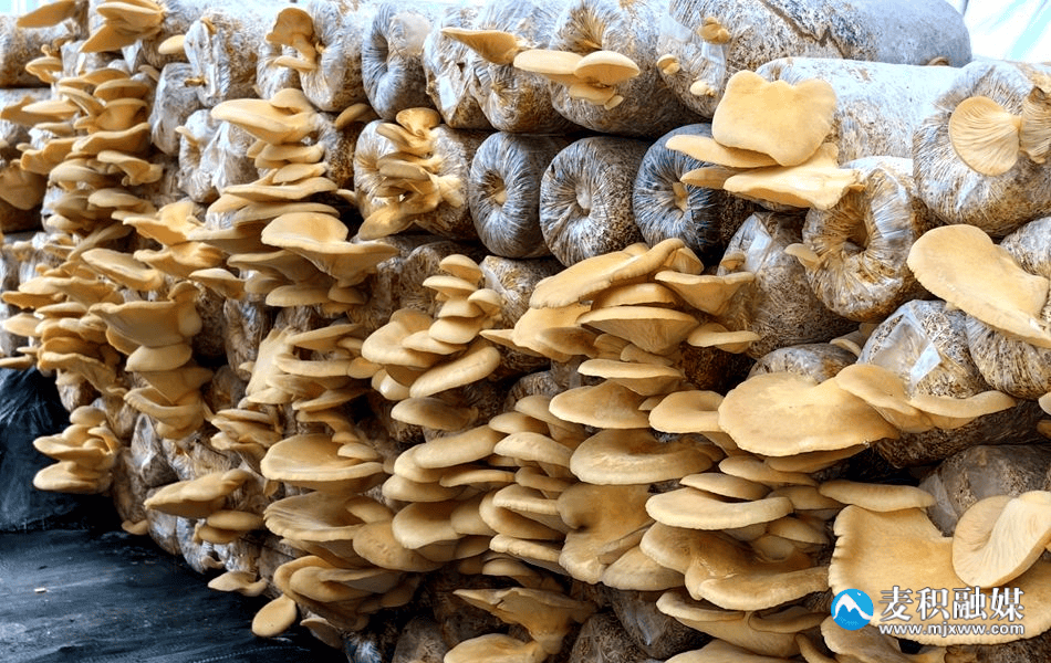 种植食用菌 焕发乡村振兴新“蘑”力——麦积区利桥镇食用菌产业发展纪实
