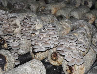 北海市海城区食用菌项目初获成功 小菌菇撑起乡村振兴“致富伞”