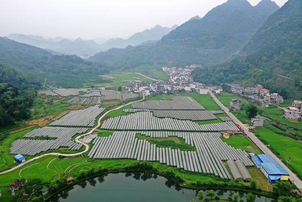目前,广西东兰县因地制宜,大力发展葡萄,食用菌,澳寒羊等种养产业,不