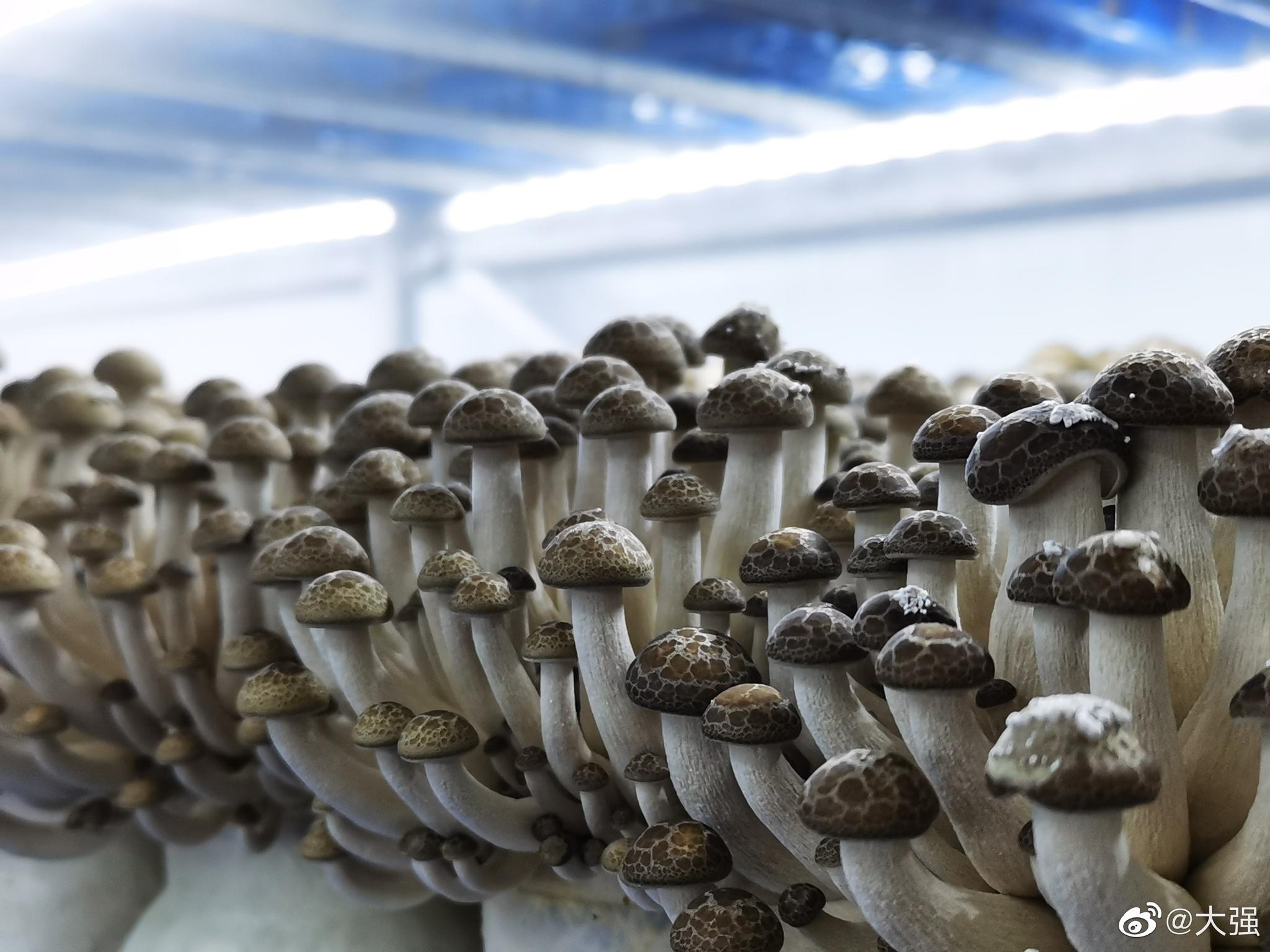 陕西商洛食用菌种植不是一年两年了近几年商洛的食用菌种植产业更是风