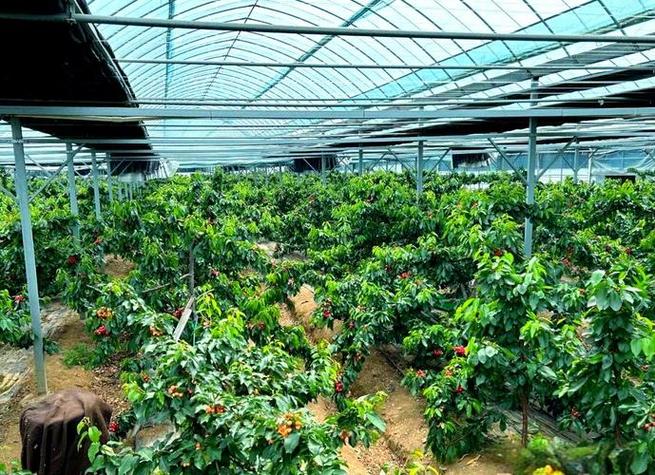 内蒙古春收:食用菌与樱桃种植引领乡村振兴