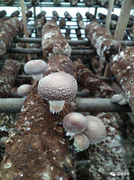 宜城被确定为&ldquo;省级食用菌外贸转型升级示范基地&rdquo;