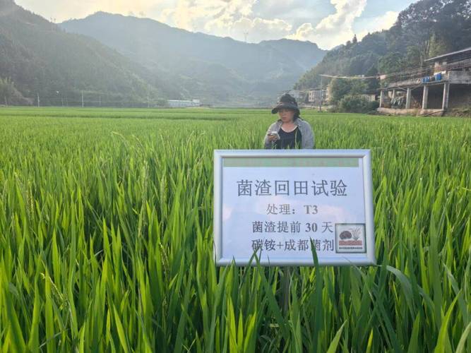 食用菌研究所开展田间试验监测探索稻菌循环绿色种植新模式 食用菌
