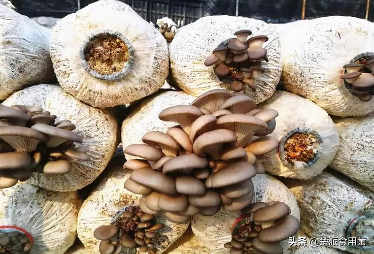 食用菌平菇的栽培技术,食用菌如何栽培才能获得高产优质?