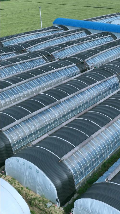 10米宽66米长食用菌种植大棚,顶部覆盖5层轻型保温棉被,两侧上下卷帘