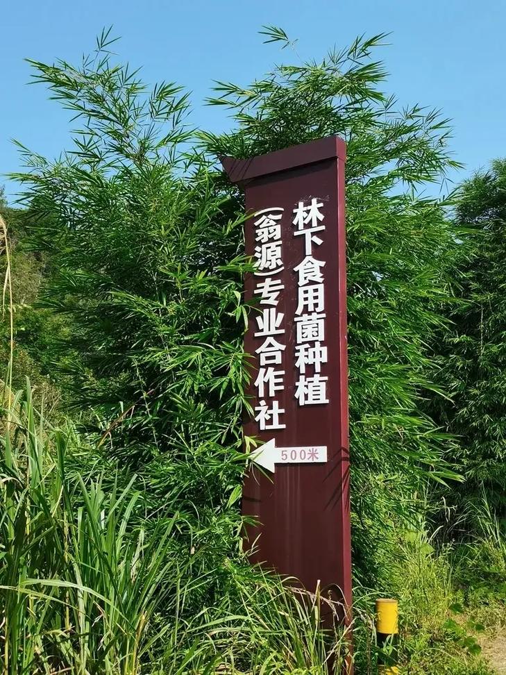 500米 京铺文体广场 不忘初心 林下食用菌种植 江尾 东鹊