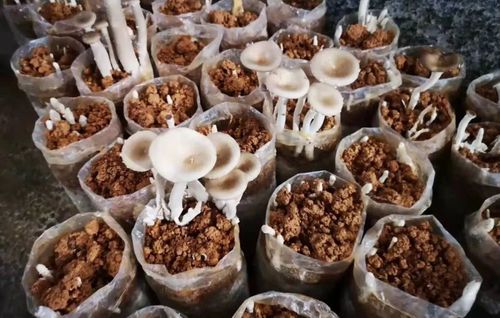 两委'班子大胆求变,今年6月开始,我们从生猪养殖转型猪肚菇食用菌种植